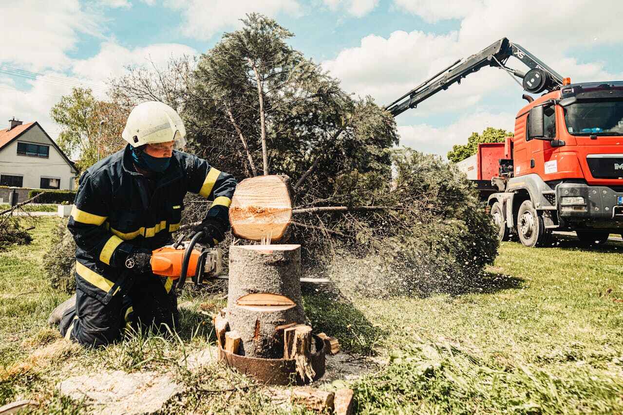 The Steps Involved in Our Tree Care Process in Wrens, GA